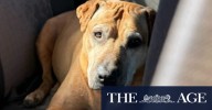 Family demand action after dogs stabbed