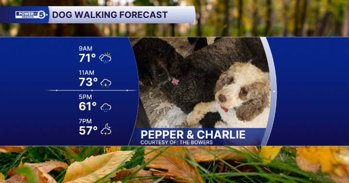 A delightful dog duo of Charlie and Pepper on a rainy Sunday
