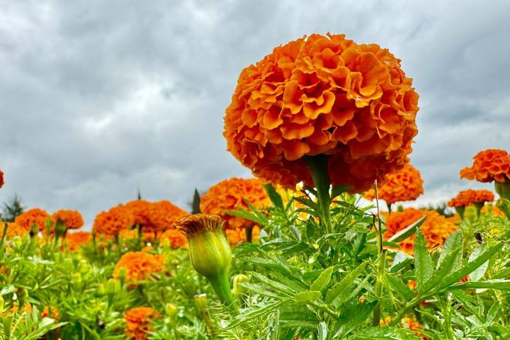 Inicia la cosecha del cempasúchil, la flor que guía a los muertos