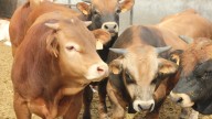 El lunes empiezan a vacunar contra la dermatosis en vacas de Castejón de Sos, Tamarite y Graus