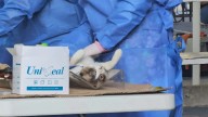 Invitan a jornada de esterilización de mascotas en Salamanca