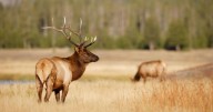 CWD detected in a new Wyoming hunt area