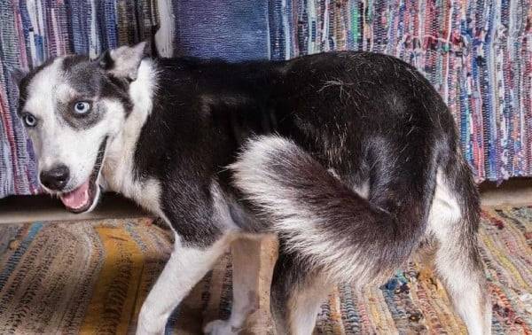 Perrita sigue sin ser adoptada pese a su nobleza y ternura