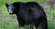 ‘Hand feeding’ of bear, cubs prompts investigation in B.C.