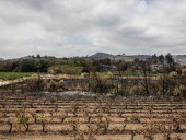 French wine output to fall below 2024 after fires ravage vines