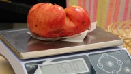 Parece IA pero es real: una agricultora extremeña cultiva el tomate más grande de España (pesa más de 1,5 kg)