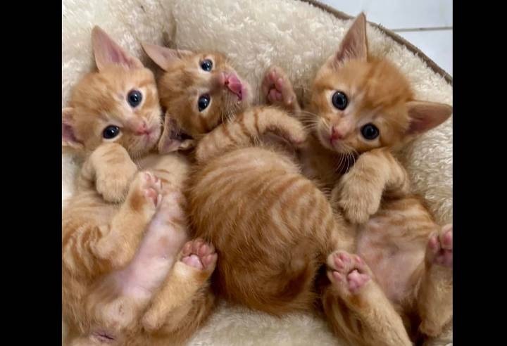 Kitty Kat Haven & Rescue to hold 2025 Katztoberfest Thursday, Oct. 23