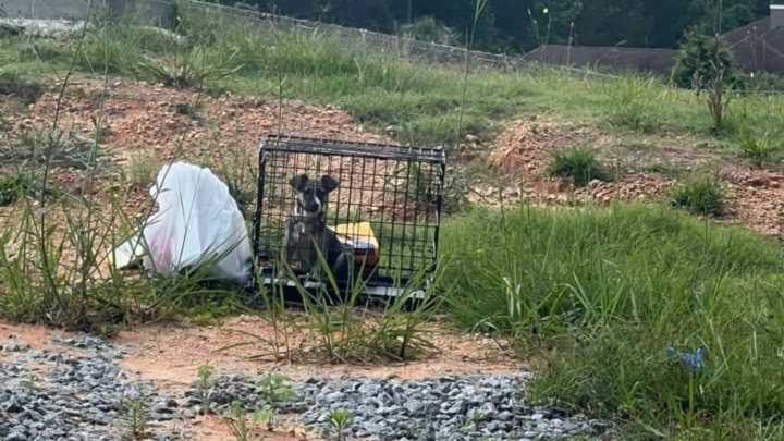 Mississippi Driver Pulls Over For A Mysterious Crate And Uncovers A Shocking Surprise
