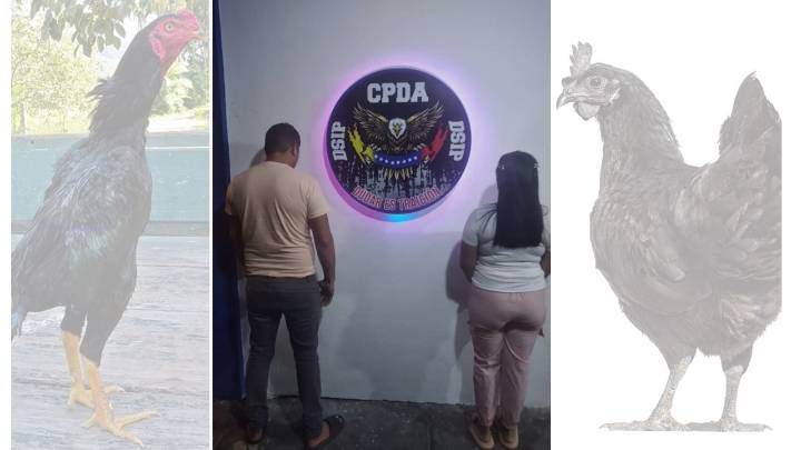 Gallina negra y gallo brasileño enjaulados en DSIP por presunto maltrato infantil