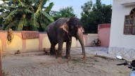A missing elephant is traced to Bihar. Then, an ownership mystery unfolds
