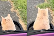 Owners Take Special Needs Cat Out in Stroller