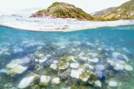 Por erosión, arrecifes coralinos del Caribe “pierden su capacidad de proteger costas”