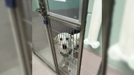 Connecticut Pup Thought He Found A Home, But His Family Gave Him Back Too Soon