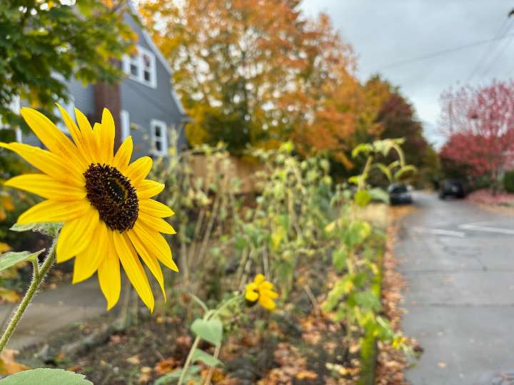 Portland cools off 15 degrees Wednesday with partly cloudy skies
