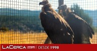El Gobierno regional impulsa la mayor suelta de buitres negros en el Parque Natural del Alto Tajo, con la liberación de 16 ejemplares