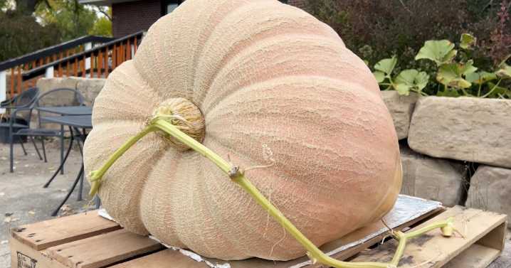 Montana teen grows huge pumpkin