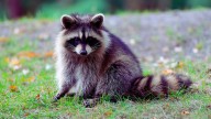 Rabid raccoon found in N.J. backyard