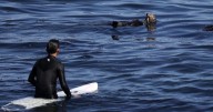 A rogue Santa Cruz otter is terrorizing surfers: the redux