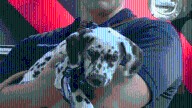 Harding University, Searcy Fire Department celebrate National Fire Pup Day with Ember the Fire Pup