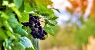 Moving, wine grape harvest and autumn color our days at the vineyard