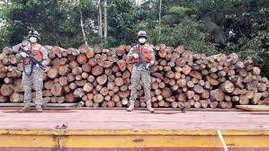 Desarticulan red de tráfico ilícito de madera que operaba en la Amazonía