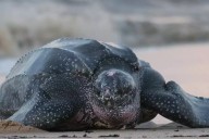 Avistan a la tortuga marina más grande del mundo frente a la costa de Telchac