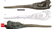 Newly discovered Jurassic 'sword dragon' sheds light on Ichthyosaur Evolution
