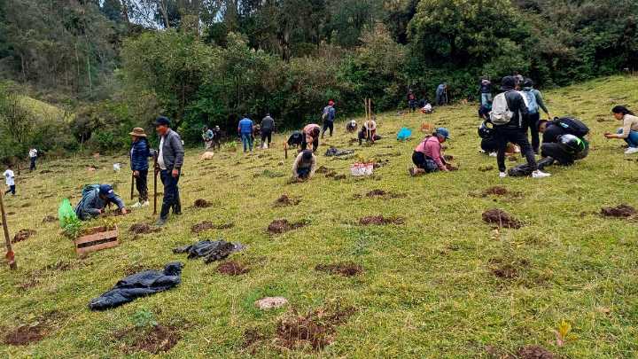 Segunda jornada de restauración forestal en la cuenca del Río Blanco: más de 7.000 árboles sembrados en Cuaspud