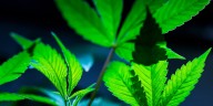 New lawsuit challenges marijuana wholesale tax