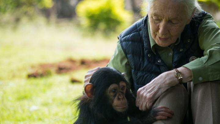 La pionera investigadora Jane Goodall muere a los 91 años