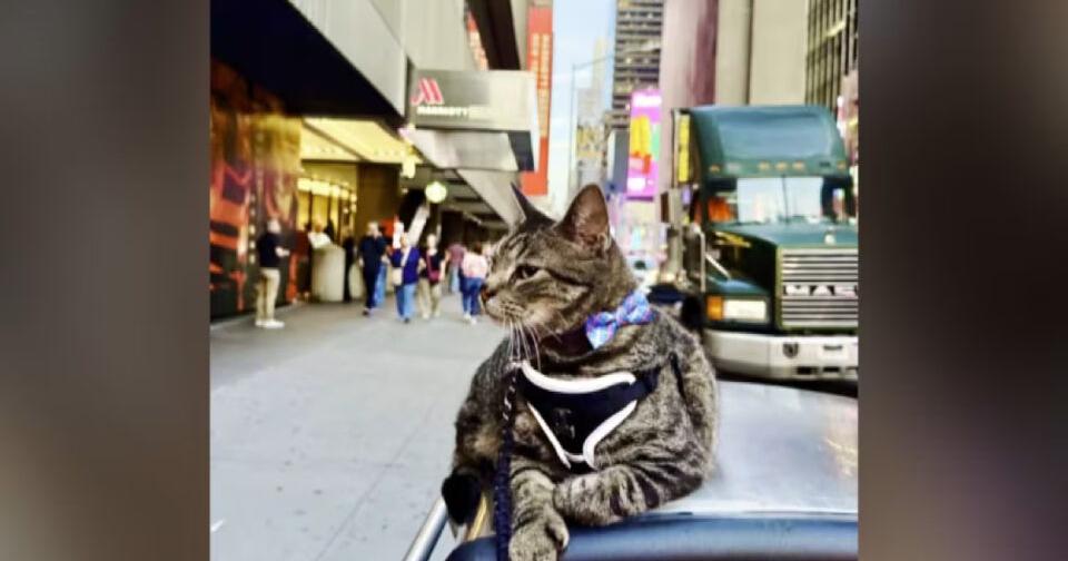 Family’s cat joins their vacation after riding 100 miles on van’s roof