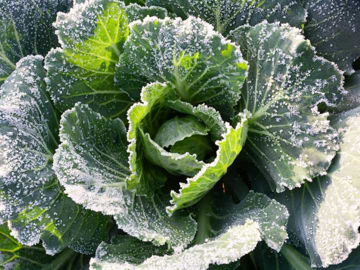Mass weather: Freeze watch issued for much of the state Thursday night