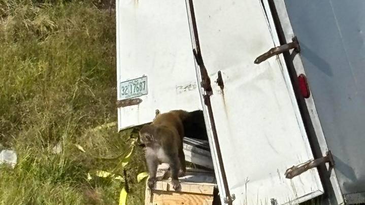 At least one monkey on the loose after truck crash in Mississippi