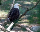 NESE pipeline would threaten symbolic bald eagles: A letter to President Trump (opinion)