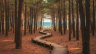 Ni Cariló ni Pinamar: la playa del “millón de pinos” que está a 4 horas de Buenos Aires, ideal para el verano