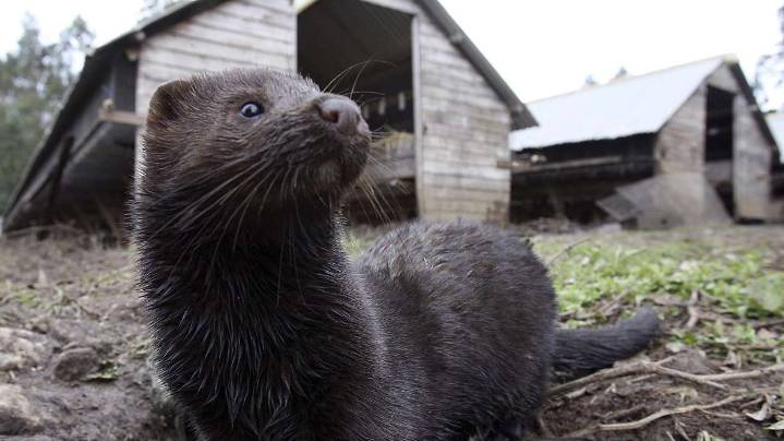 Bluffdale mink farm to remain closed after city rejects its application to reopen