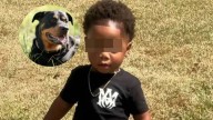 Niño de 2 años pierde la vida en ataque de perros rottweiler, eran de la dueña de su guardería