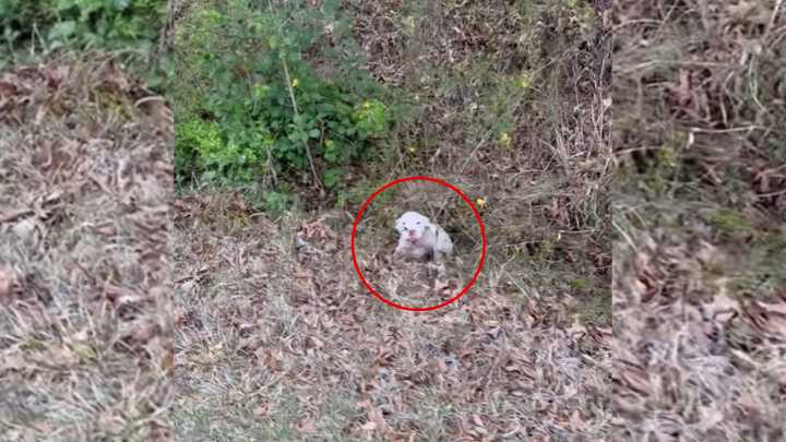 North Carolina Woman Notices Something In A Ditch And Can’t Believe What It Is