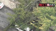 Massive tree falls on two cars in Somerville
