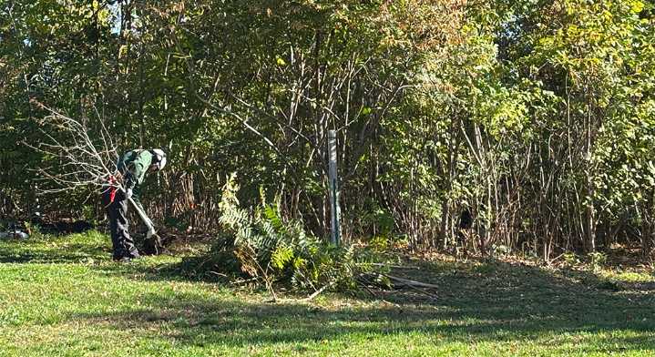 Miyawaki forest intervention draws concerns