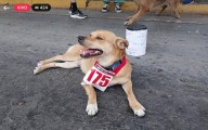 Muere trágicamente “El Chicles”, el perrito maratonista de Tijuana que conquistó corazones en todo el mundo