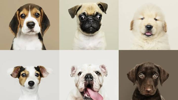 Así funciona el test que dice qué raza de perro se adaptará mejor a tu personalidad... y cuál no
