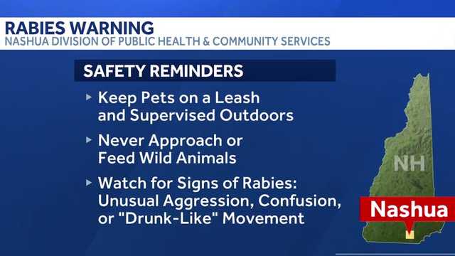 Raccoon testes positive for rabies, health officials say