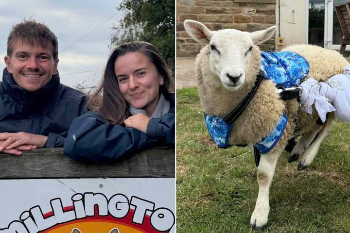 Couple Marries at Animal Sanctuary, Disabled Sheep Serves as Ring Bearer