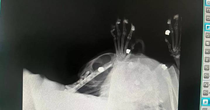 Brutal X-ray images as rescue cat is blasted with gun 'eight times' in Salford