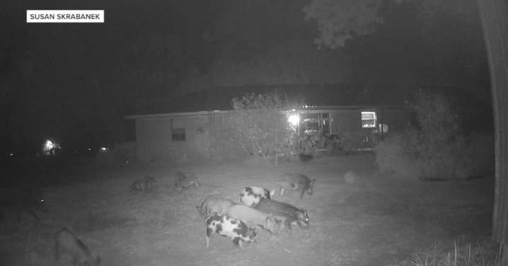 Feral hogs damage Burleson County properties as county leaders seek state help