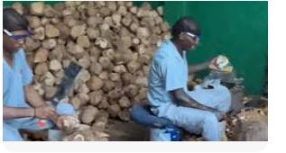 “En el Valle del Cauca se fortalece la cadena productiva del coco; productos derivados en la nueva apuesta”