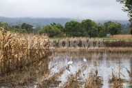 Estiman que la extorsión  'erosiona' 10% del campo