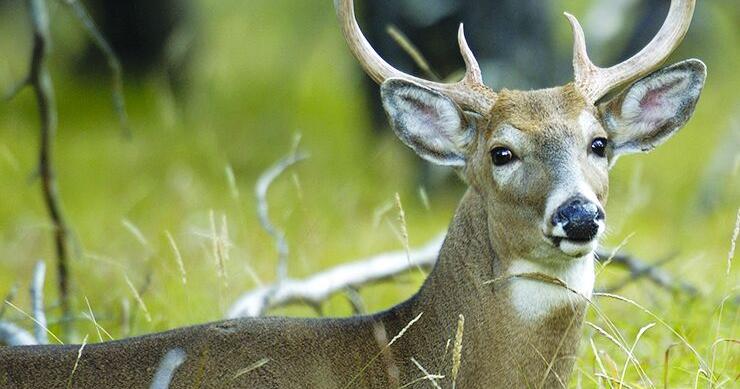 DNR: Robust 2024 deer hunting harvest could extend into 2025