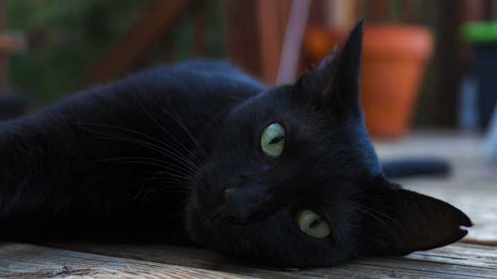 El macabro ritual de Halloween que ha puesto en alerta a las protectoras de animales: "Son fines muy crueles"